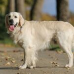 Golden Retriever - charakterystyka rasy